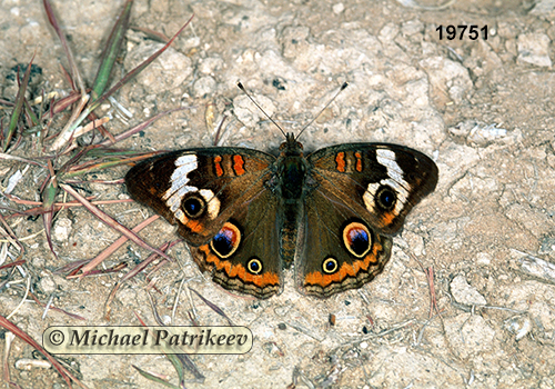 Junonia coenia